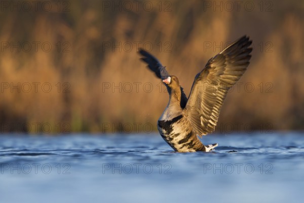 Greater White-fronted Goose (Anser albifrons), Utrecht, Netherlands