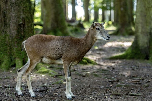 European mouflon (Ovis gmelini musimon), mouflon, female, standing in a sun-drenched forest, surrounded by tall trees Poing Wildlife Park, Upper Bavaria, Bavaria, Germany