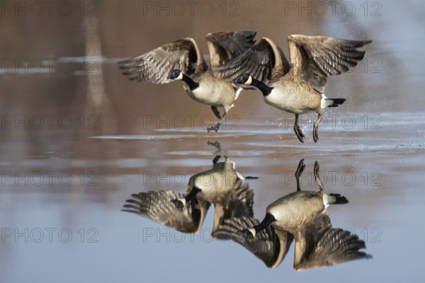 Canada Goose (Branta canadensis) flying, Baden-Wuerttemberg, Germany