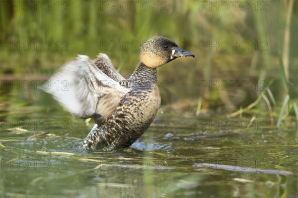 White-backed Duck (Thalassornis leuconotus), Lake Hawassa, Ethiopia