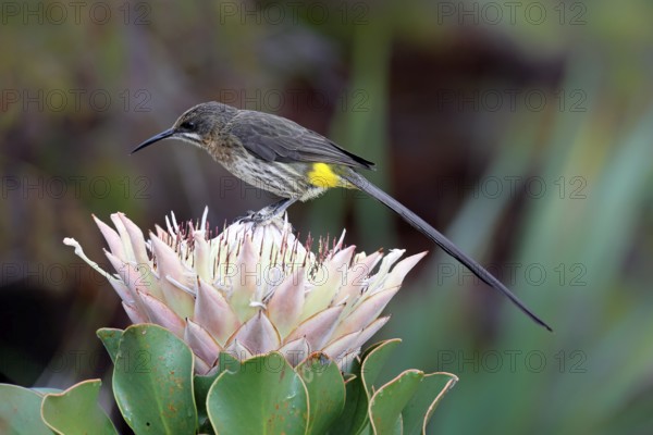 Cape Honeybird (Promerops cafer), adult, male, on flower, Protea, vigilant, Kirstenbosch Botanical Gardens, Cape Town, South Africa