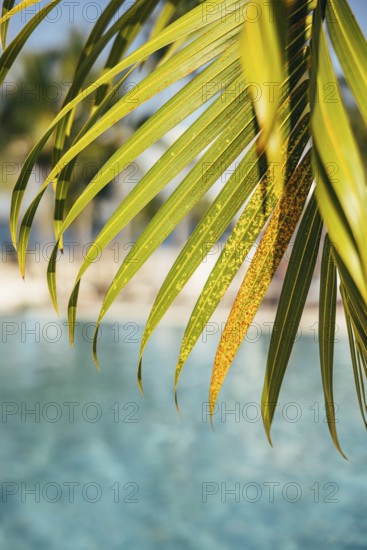 Close-up image of vibrant palm leaves with a serene blue pool backdrop, embodying a tropical paradise mood