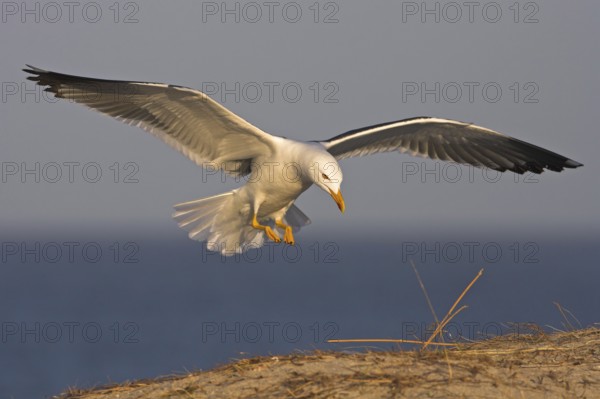 Lesser Black-backed Gull (Larus fuscus) flying