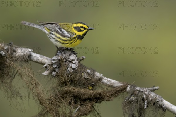 Townsend's Warbler (Setophaga townsendi) male perched on a lichen covered branch, British Columbia, Canada