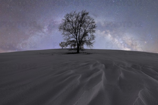 A solitary tree silhouettes against a vast, starry sky in Iceland The scene captures the serene beauty of a northern night, with the Milky Way gleaming overhead