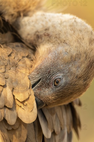 Griffon Vulture (Gyps fulvus) preening, Extremadura, Spain
