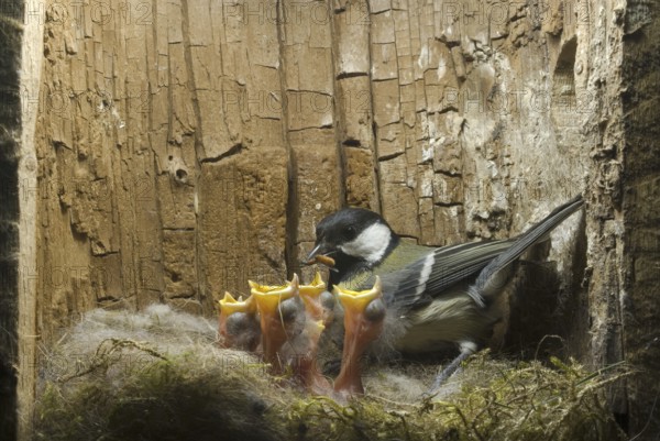 Great Tit (Parus major), Saxony, Germany