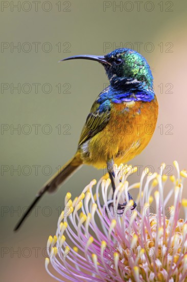 Orange-breasted sunbird (Anthobaphes violacea), Nectarinia violacea, Orange-breasted Sunbird, Souimanga orangé, Suimanga pechinaranja, Harold Porter National Botanical, Betty's Bay, Western Cape, South Africa