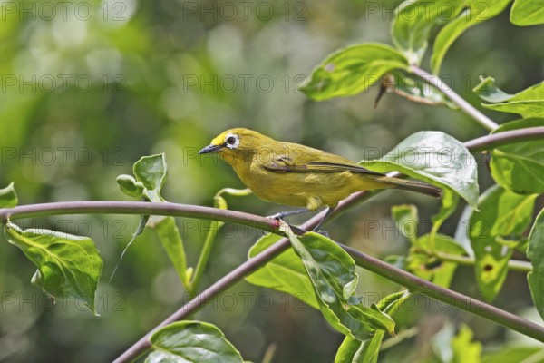 African Yellow White-eye (Zosterops senegalensis), Bwindi, Uganda