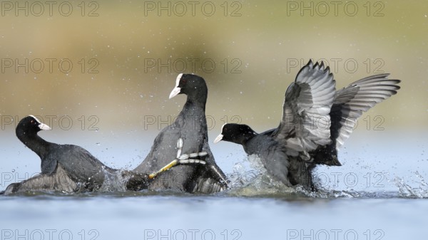 A dynamic scene of common coots fiercely competing in the serene waters of the BeleÃ±a lagoon, Spain, highlighting their intense interactions and splashy motion