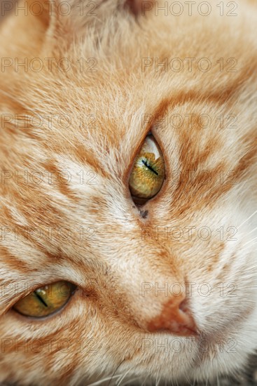 Close-up of the cat's head, focus on the eyes and facial features