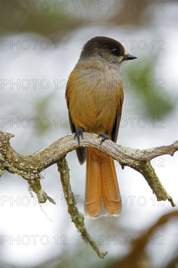 Siberian jay (Perisoreus infaustus, Corvus infaustus) perched in spruce tree in autumn forest, Scandinavia