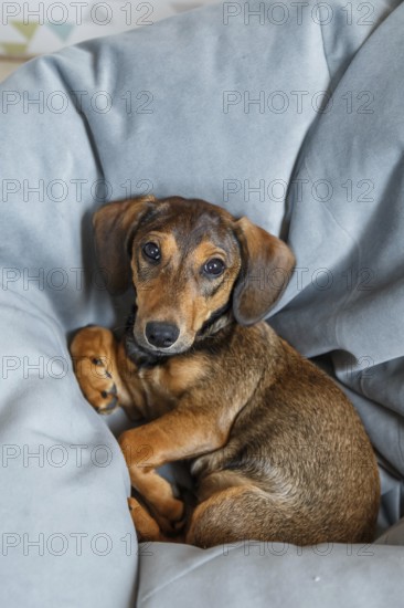 From above a cute dachshund puppy looks directly at the camera, cozy and secure nestled in the folds of a soft grey been bag