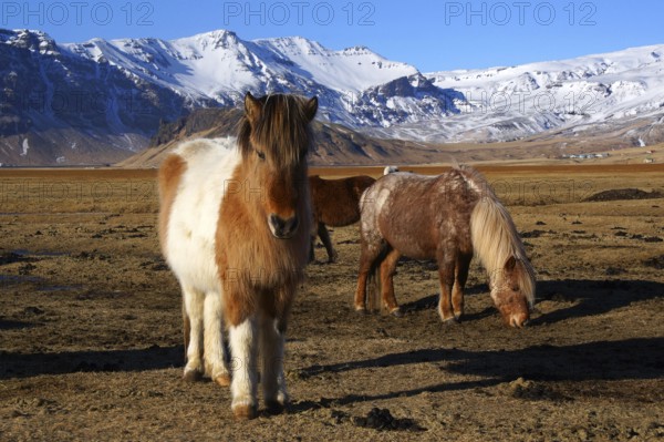 Iceland, Europe, Icelandic horses on Heimaway, volcanic island, (Equus ferus caballus), Heimaway