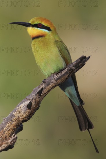 Rainbow Bee-eater (Merops ornatus), Kakadu-National-Park, Australia