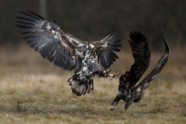 White-tailed Eagle (Haliaeetus albicilla) juveniles wrangling, Poland