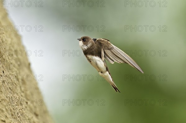 Sand martin (Riparia riparia), approaching the breeding tube, Reussegg nature reserve, Canton Aargau, Switzerland