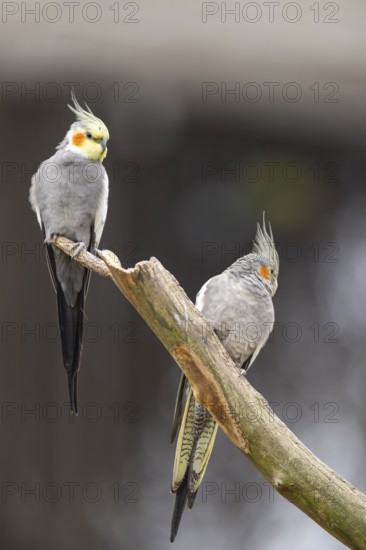 Cockatiel (Nymphicus hollandicus) sitting on a branch, Bavaria, Germany