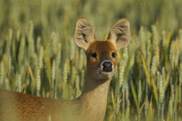 Chinese water deer (Hydropotes inermis) adult animal on farmland in summer, Norfolk, England, United Kingdom