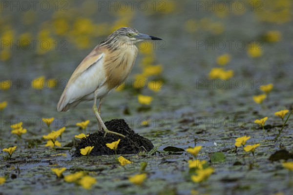 Squacco Heron (Ardeola ralloides) in the fog Hungary