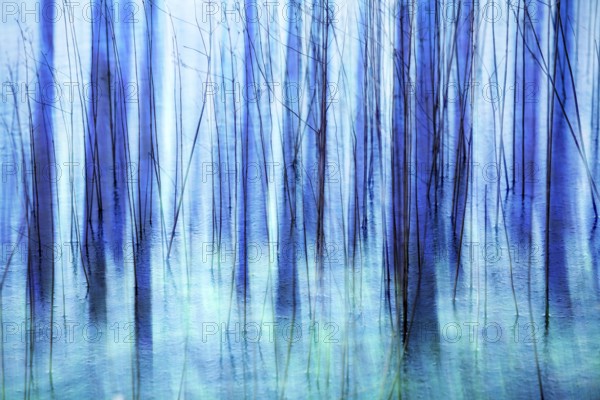 Atmospheric forest, abstract structures, wiping effect, bulb exposure