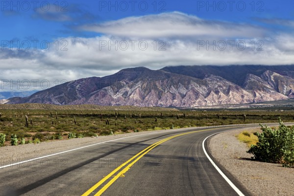 Winding road leads through barren landscape with mountains and cacti, cloudy sky in the background, The landscape of the Quebrada with its large cacti near Salta in Argentina, Cardón cactus (Echinopsis atacamensis)