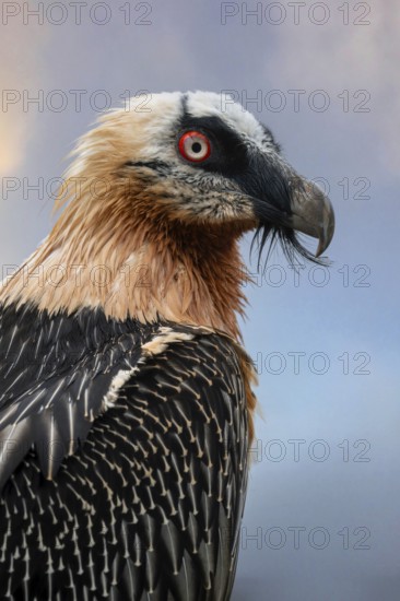 Bearded vulture (Gypaetus barbatus), portrait, Alpine Zoo, Innsbruck, Tyrol, Austria