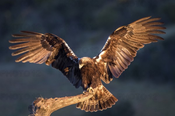 Spanish Imperial Eagle (Aquila adalberti) perched on a branch, Andalusia, Spain