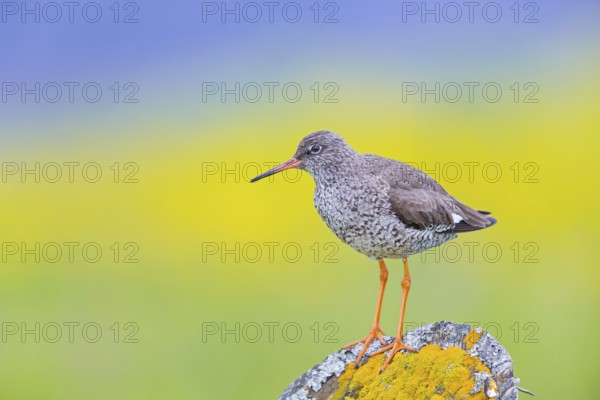 Redshank, (Tringa totanus), Animals, Birds, Limicoles, Snipe family, Snipe, Laxamýri, Húsavík, Iceland