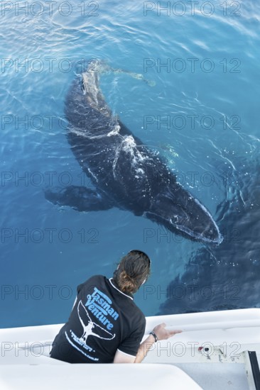 Whale watching, Hervey Bay, Queensland, Australia