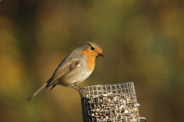 European Robin (Erithacus rubecula), Lower Saxony, Germany