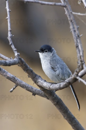 Black-tailed Gnatcatcher (Polioptila melanura) perched on a branch in southern Arizona, USA