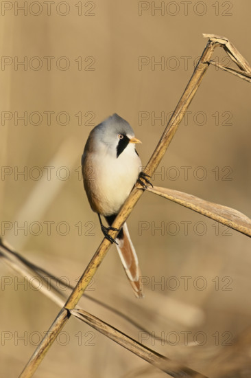 Bearded Tit (Panurus biarmicus), male, sitting on a reed stalk, Klingnau Reservoir, Canton Aargau, Switzerland