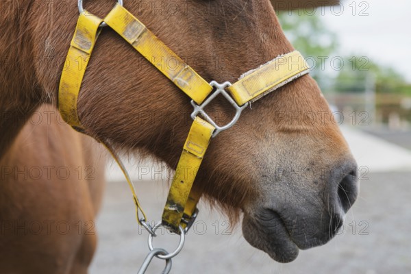 A detailed close-up of a brown horse's face focuses on its yellow halter and chain, highlighting the textures of the animal's fur and equestrian equipment in an outdoor setting