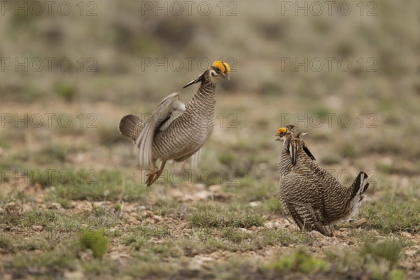 Lesser Prairie Chicken (Tympanuchus pallidicinctus) male, New Mexico, USA
