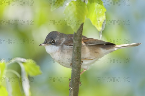 Common Whitethroat (Sylvia communis) male perched on a branch, Baden-Wuerttemberg, Germany
