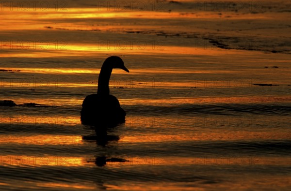 Mute Swan (Cygnus olor) at sunset on the Baltic Sea, Mecklenburg-Western Pomerania, Germany