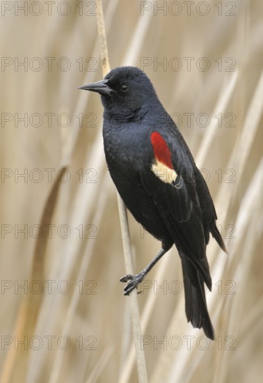 Tricolored Blackbird (Agelaius tricolor) male, California, USA