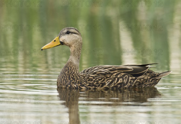 Mottled Duck (Anas fulvigula), Florida, USA