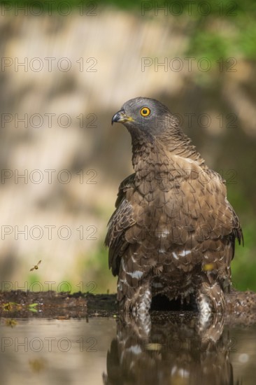 European Honey Buzzard (Pernis apivorus) at a waterhole, Subotica, Serbia