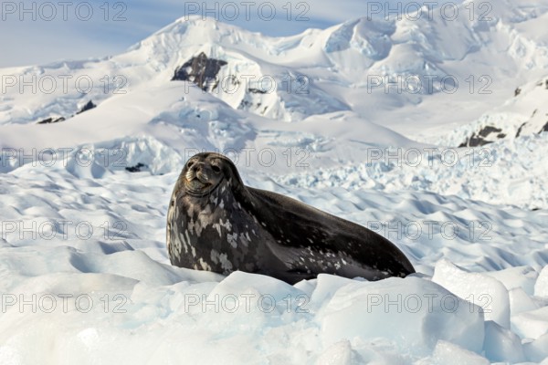 A seal rests on the ice, surrounded by snow-covered mountains in a cold Arctic landscape, Weddell seal (Leptonychotes weddellii) on an ice floe in the Antarctic