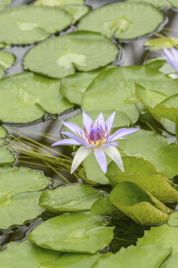 Water lily (Nymphaea colorata), Botanical Garden, Federal Republic of Germany