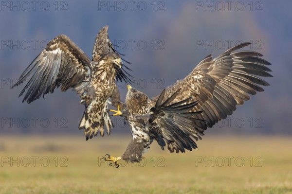Two fighting sea eagles fighting over their prey, (Haliaeetus albicilla), Haliaaetus albicilla, animals, birds, birds of prey, centrapoles, Kutno, Lodz, Poland
