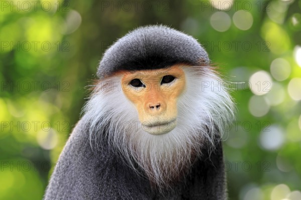 Red-shanked monkey (Pygathrix nemaeus), adult, portrait, relaxed, Southeast Asia