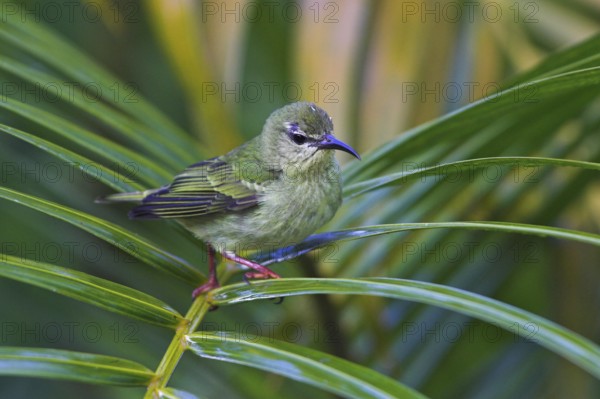 Red-legged Honeycreeper (Cyanerpes cyaneus) female, Costa Rica