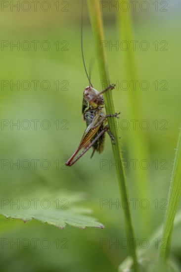 Great green bush cricket (locusta), grasshopper, on a blade of grass in a meadow, Tyrol, Austria