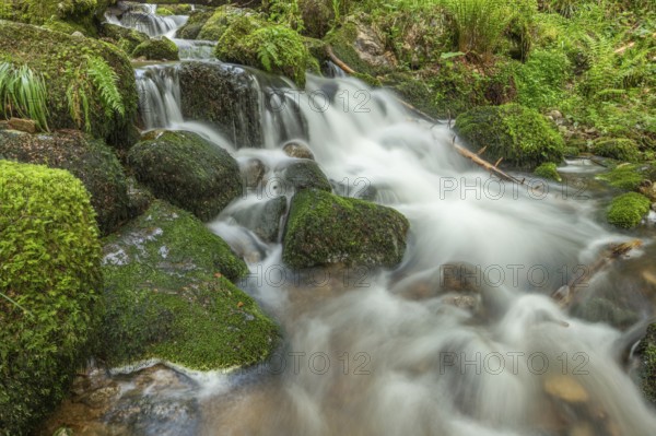 Water in a stream flows across moss-covered rocks. The scene is set in the forest in spring, with soft light streaming through the trees. Vosges, France