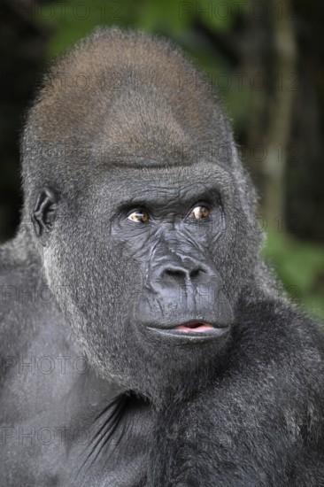 Western lowland gorilla (Gorilla gorilla gorilla), portrait, Réserve Lésio-Louna nature reserve, near Moembe, Plateau department, Republic of the Congo