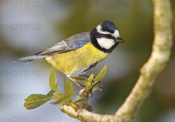 African Blue Tit (Cyanistes teneriffae ultramarinus), Morocco