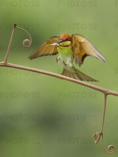 Chestnut-headed Bee-eater (Merops leschenaulti) landing with dragonfly in beak on a twig, Westbengal, India